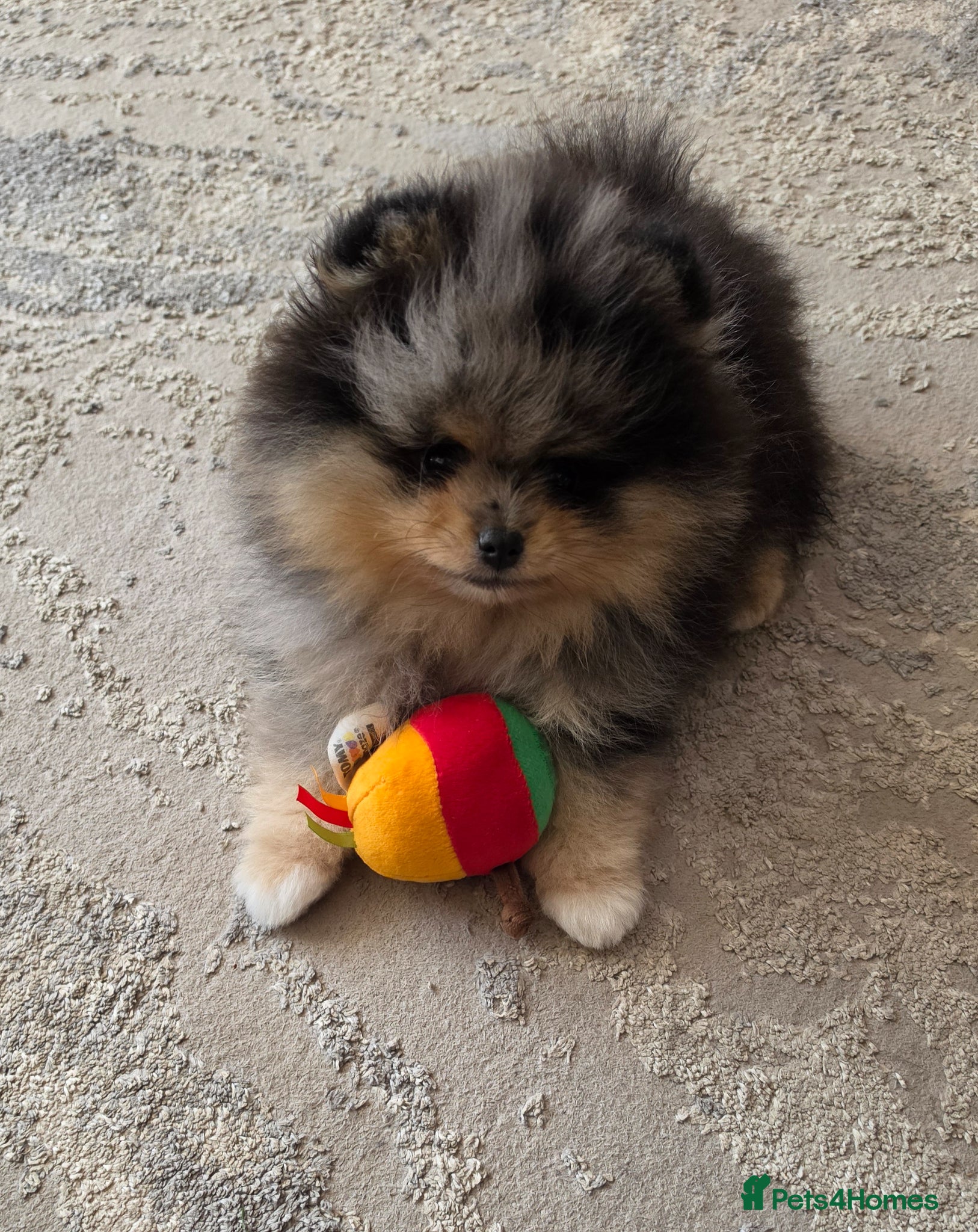 Pomeranian dogs Stunning Rare Merle Pomeranian - Advert 5