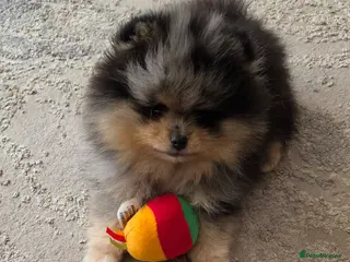 Pomeranian dogs Stunning Rare Merle Pomeranian - Advert 10