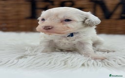 Cavapoo dogs for sale: Mini F1 Cavapoos Exstensively Health Testec  - Image 10