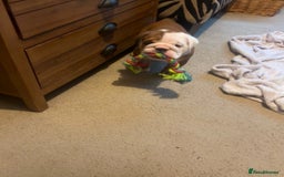English Bulldog dogs for sale: 2 Beautiful Red & White English Bulldogs - Image 25