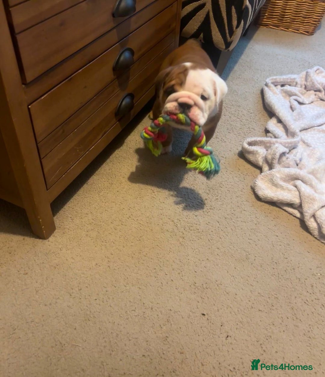 English Bulldog dogs for sale: 2 Beautiful Red & White English Bulldogs - Image 25