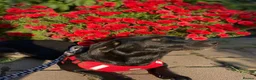 Mixed Breed dogs for adoption: ❤️🐶 BLACKY –DACHSHUND PEOPLE KNOW THE MAGIC...❤️ in Coventry - Advert 14