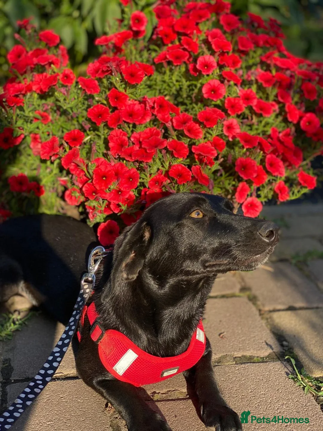 Mixed Breed dogs for adoption: ❤️🐶 BLACKY –DACHSHUND PEOPLE KNOW THE MAGIC...❤️ in Coventry - Advert 14