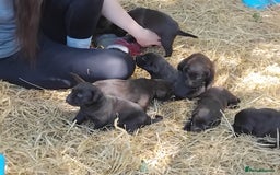 Labrador Retriever dogs for sale: Chocolate Labrador puppies, KC reg, health tested, - Image 18