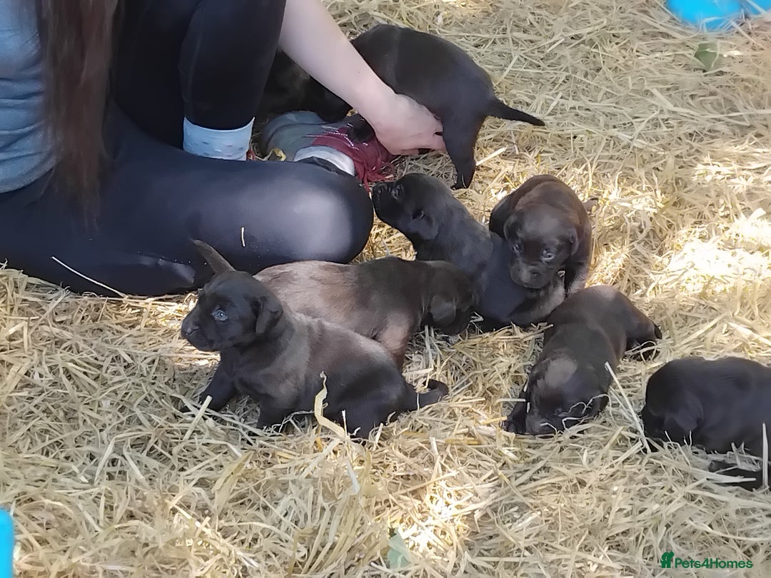 Labrador Retriever dogs for sale: Chocolate Labrador puppies, KC reg, health tested, - Image 18