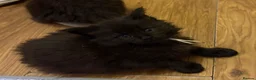 Maine Coon cats for sale: Fluffy Maine Coon Kittens - Advert 16