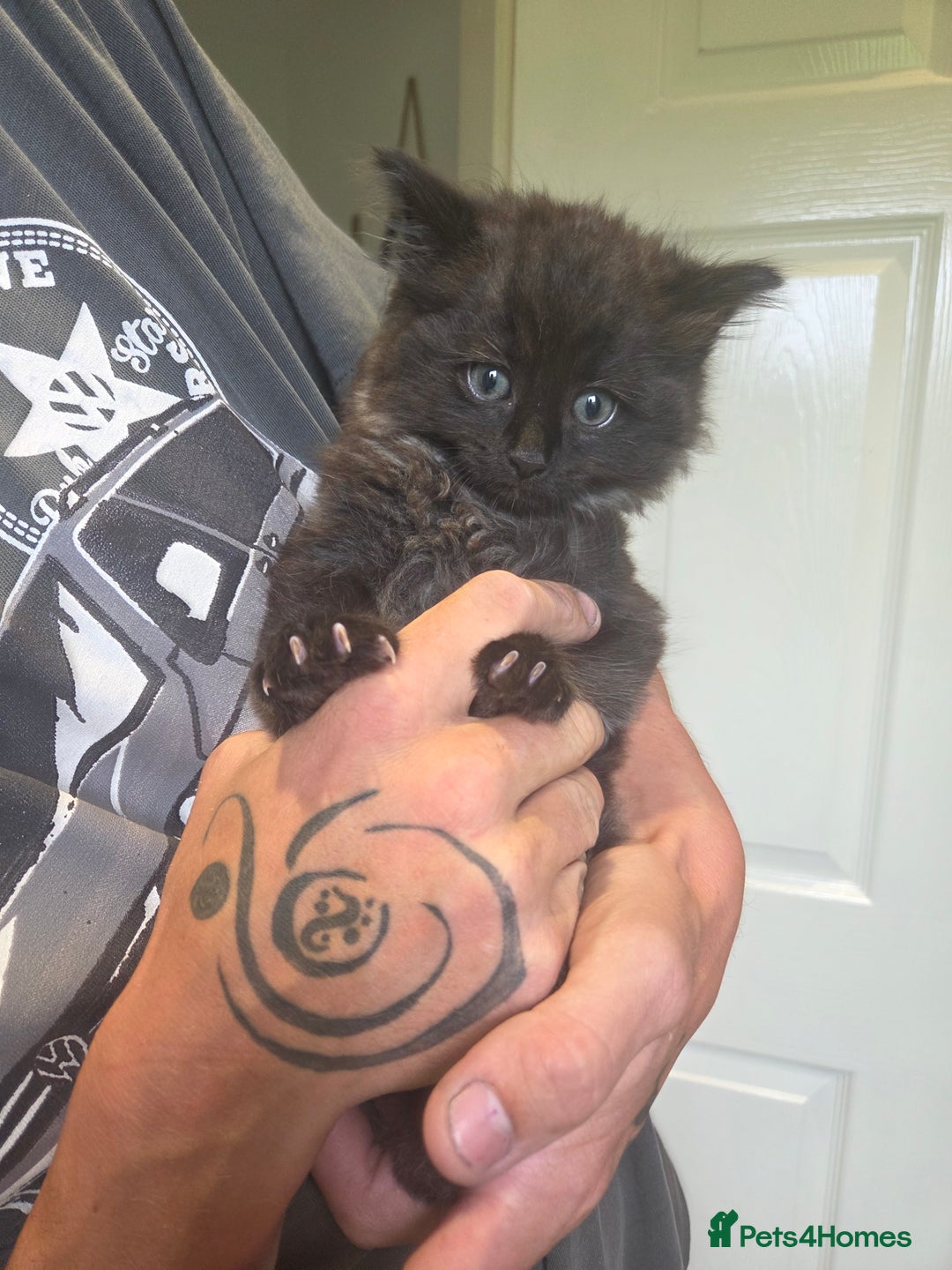 Ragdoll cats for sale: Ragdoll cross - Image 4