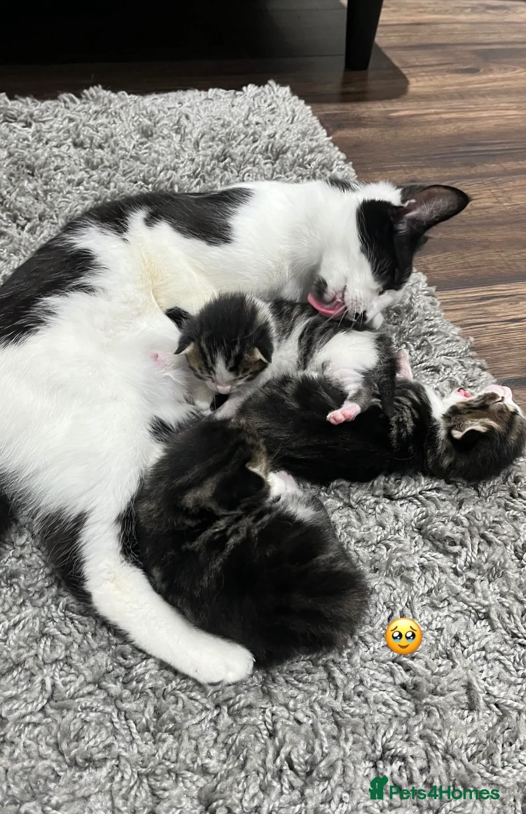 Mixed Breed cats for sale: Three short haired tabby  - Advert 1