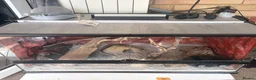 Leopard Gecko reptiles for sale: leopard geckos 1male/1female with exoterra viv in March - Advert 25