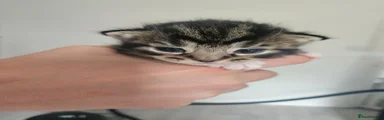 Maine Coon Kitten 1