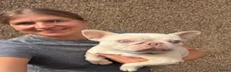 Mixed Breed dogs for adoption: ❤️🐶 HOPE – A UNIQUE LITTLE FRENCHIE - Advert 6