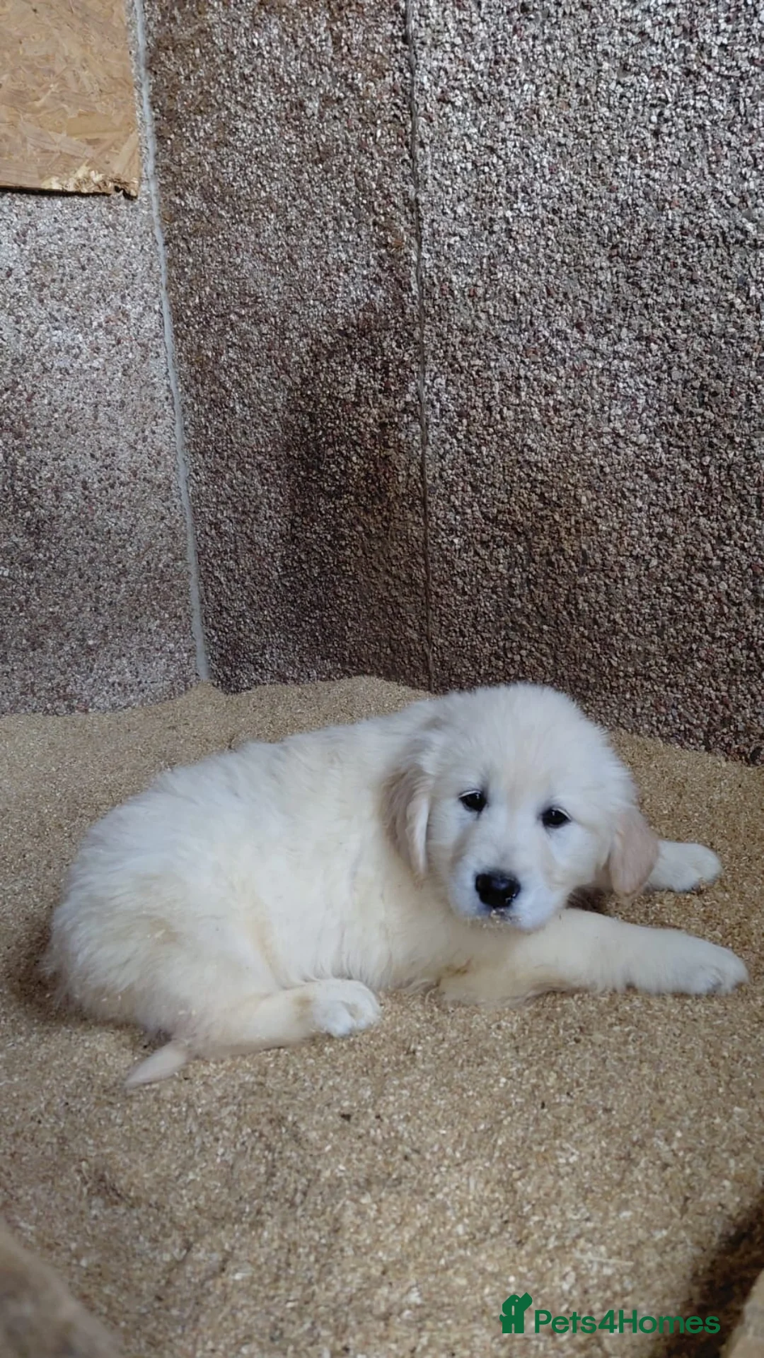 Golden Retriever dogs for sale: Golden Retriever Pups - Ready to go in Largs - Advert 2