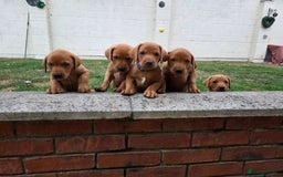 Labrador Retriever dogs for sale: KC Registered Fox Red Labrador Puppies - Image 34