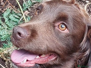 Cocker Spaniel dogs in Edenbridge - Advert 1