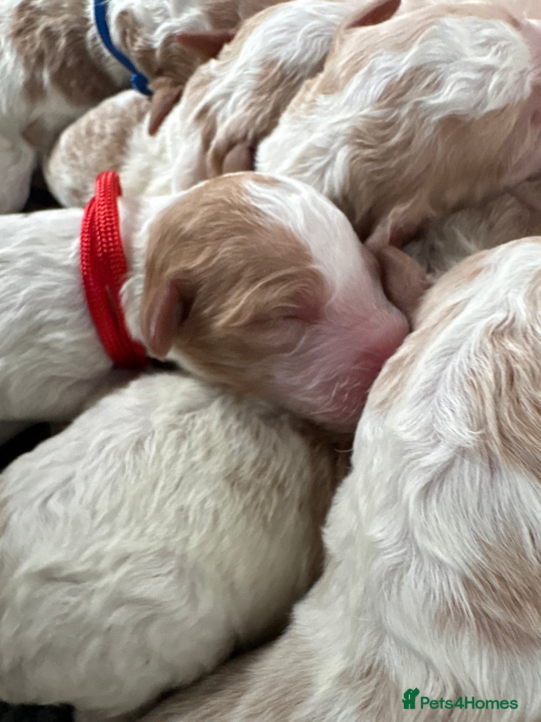 Double Doodle dogs for sale: Parti Double Doodles 🐾  - Image 11