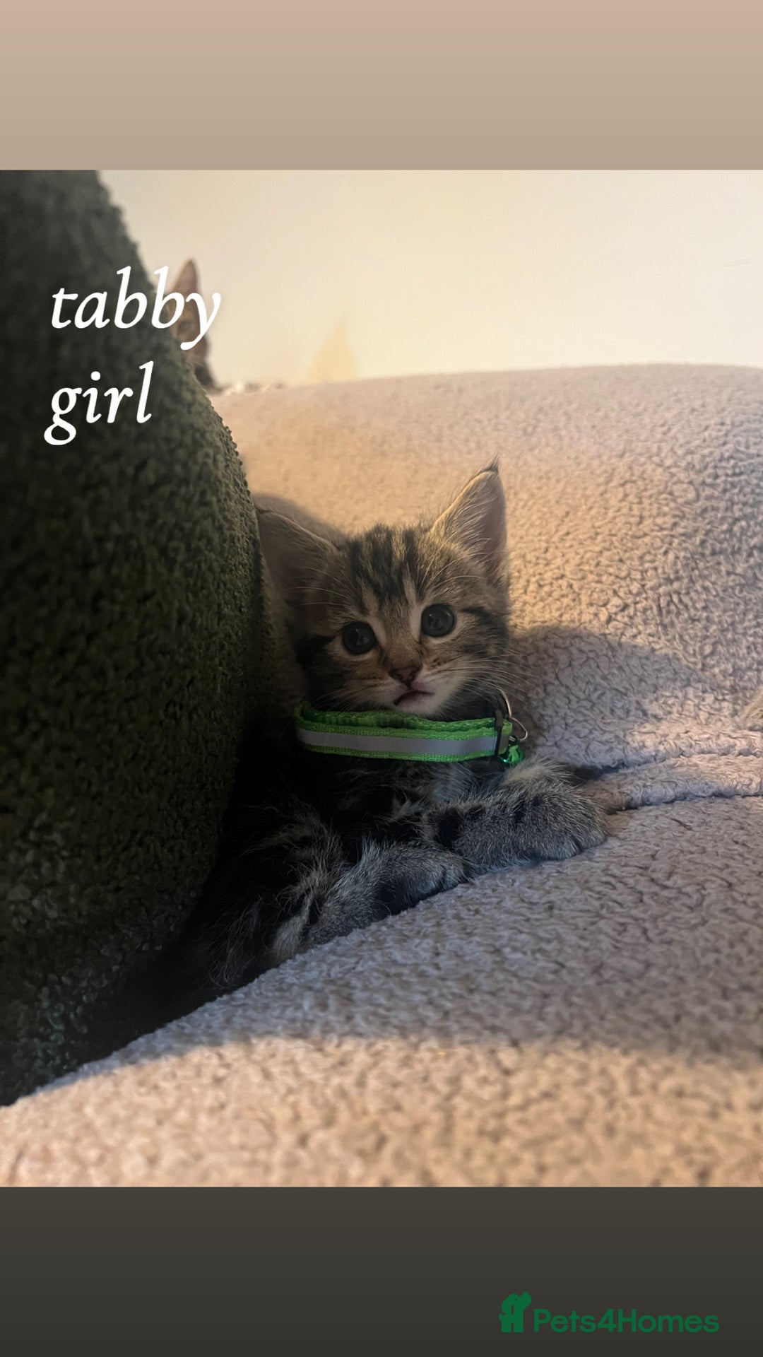 American Shorthair cats for sale: Mixed Shorthair Kittens - Image 2