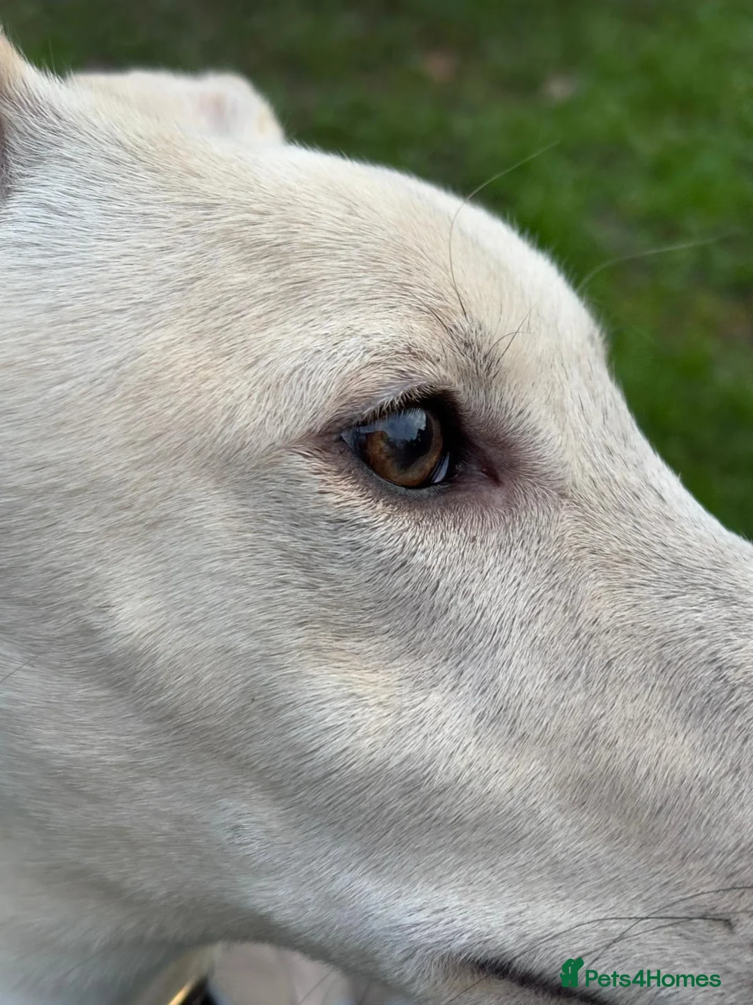 Lurcher dogs for sale: Absolutely stunning lurcher  - Advert 7