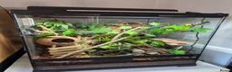 Gecko reptiles for sale: Female Crested Gecko & Complete Bioactive Setup - Advert 2