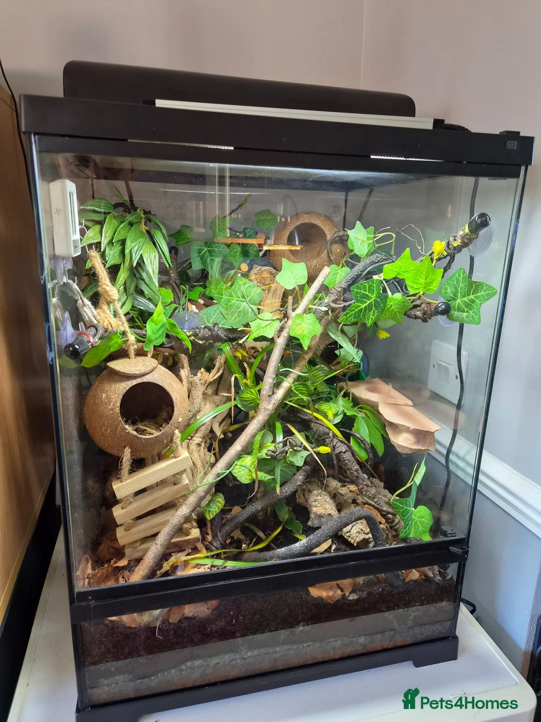 Gecko reptiles for sale: Female Crested Gecko & Complete Bioactive Setup - Advert 2