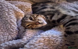 Bengal cats for sale: 2 Bengals Boy Brothers 11 Months Old - Advert 10