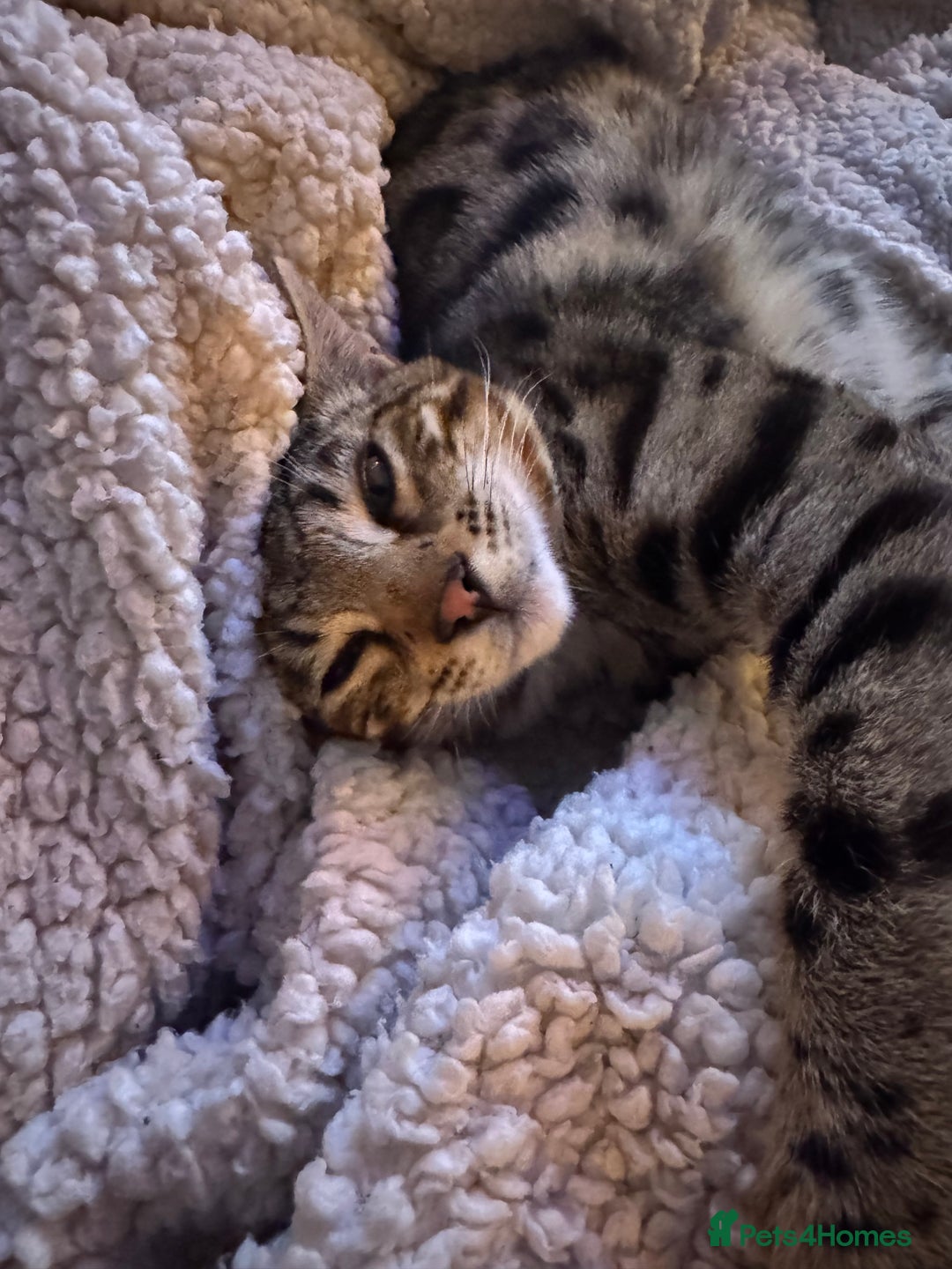 Bengal cats for sale: 2 Bengals Boy Brothers 11 Months Old - Advert 10