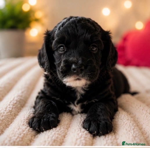 Cockapoo dogs 5* rated licensed vet approved F2b mini REDUCED  - Advert 2