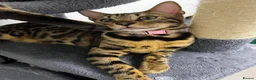 Bengal cats for sale: TICA PURE BREED BENGAL READY TO GO - Advert 8