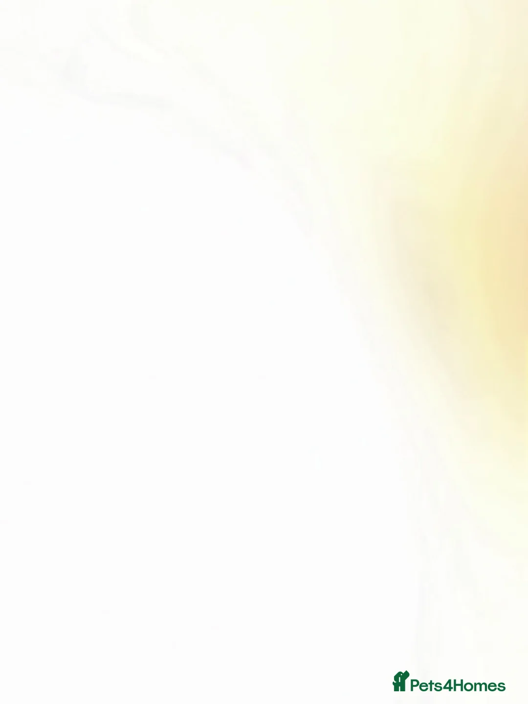 Guinea Pig rodents for sale: Guinea pig babies FOR SALE in Newbury - Advert 1