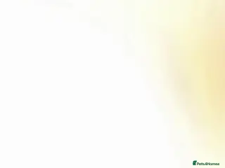 Guinea Pig rodents Guinea pig babies FOR SALE - Advert 11