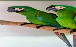 Macaws birds for sale: Chestnut fronted severe macaws - Image 9