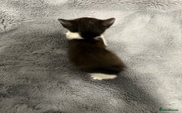 Mixed Breed cats for sale: Mixed kittens 4 males  - Image 8