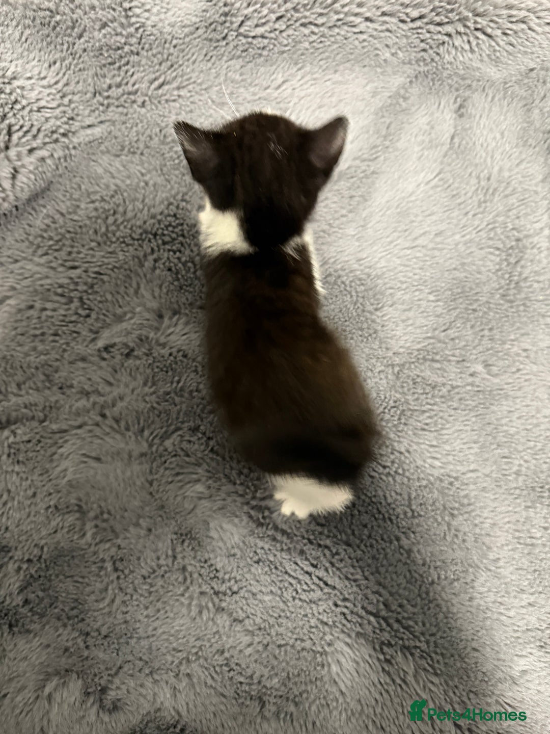 Mixed Breed cats for sale: Mixed kittens 4 males  - Image 8