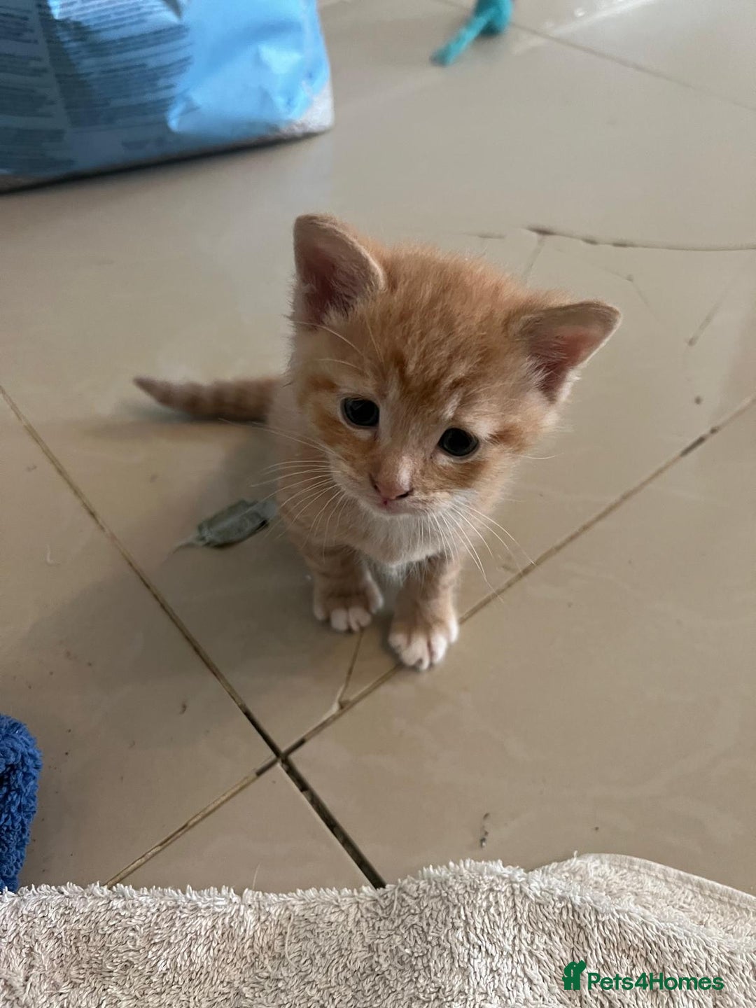 Mixed Breed cats for sale: Litter of 4 cats  - Image 6