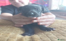 Whippet dogs for sale: Whippet Puppies - Image 15