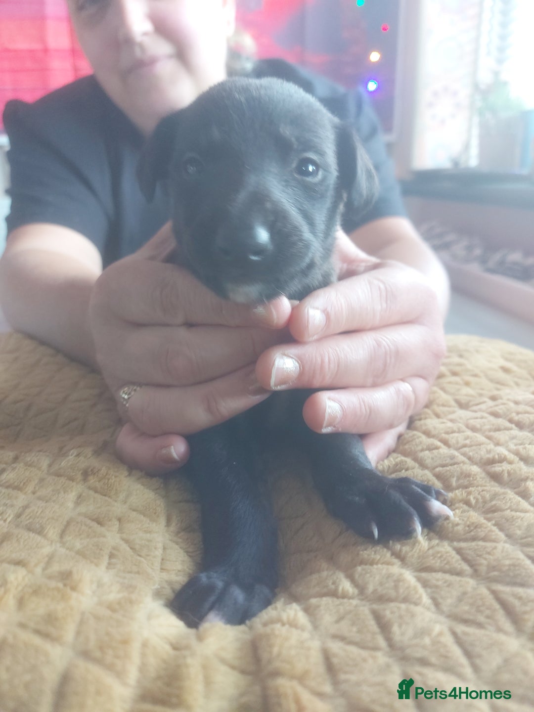 Whippet dogs for sale: Whippet Puppies - Image 15