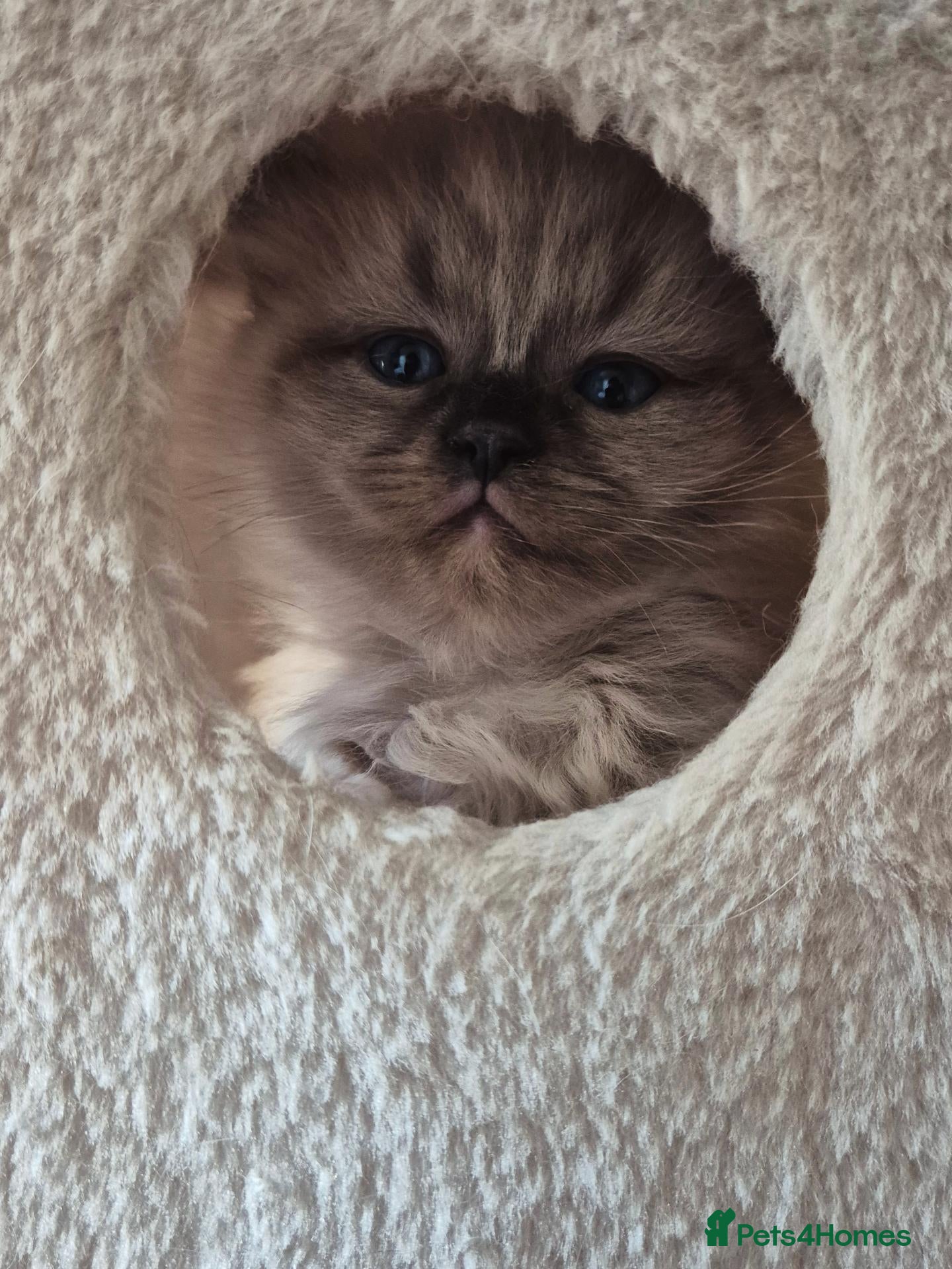 Ragdoll cats Our beautiful boys 🥹🐾🫶 - Advert 2