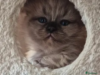 Ragdoll cats Our beautiful boys 🥹🐾🫶 - Advert 2