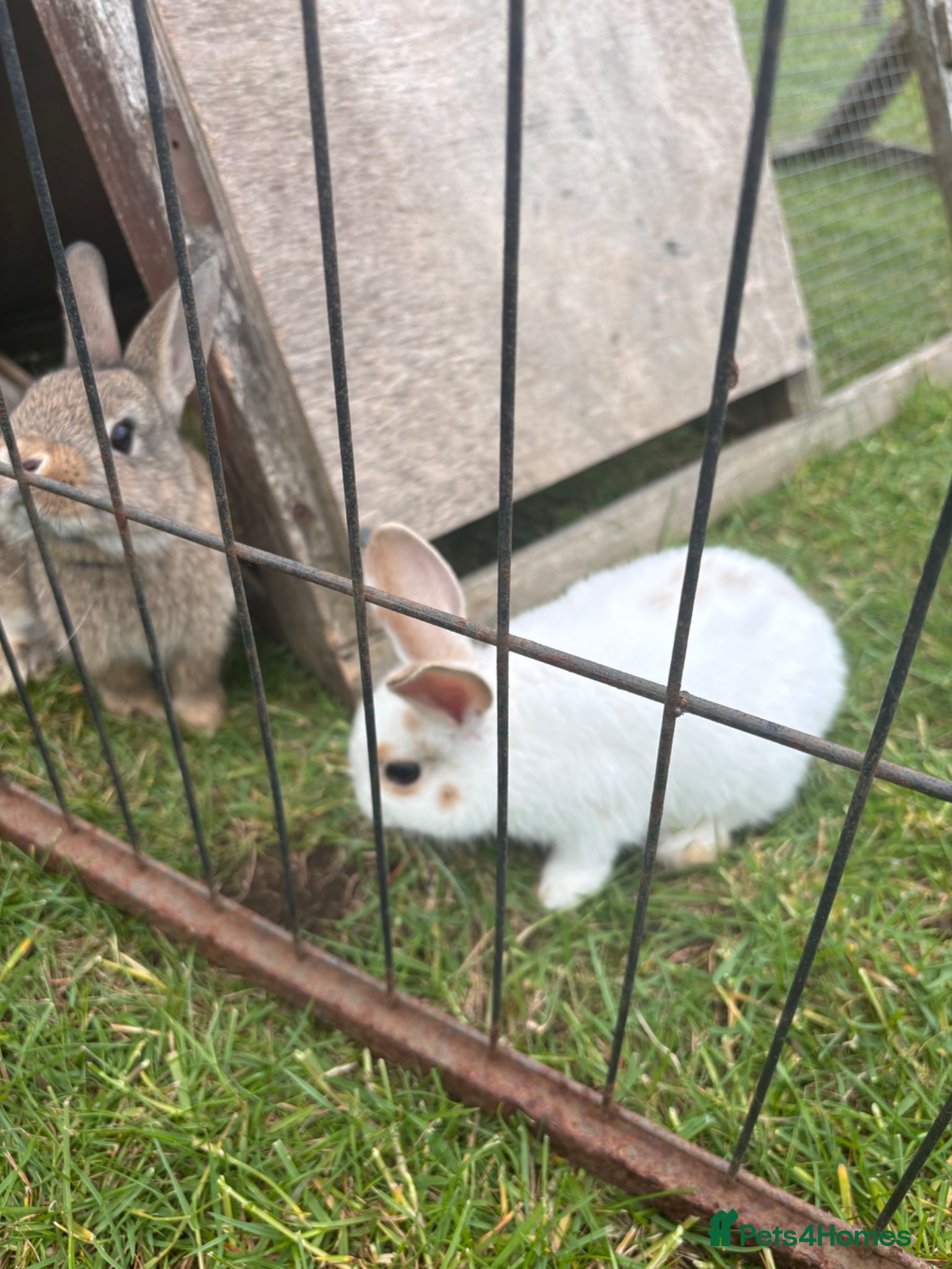 Mini Lop rabbits Mini lop for sale - Advert 7
