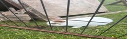 Mini Lop rabbits for sale: Mini lop for sale - Advert 1