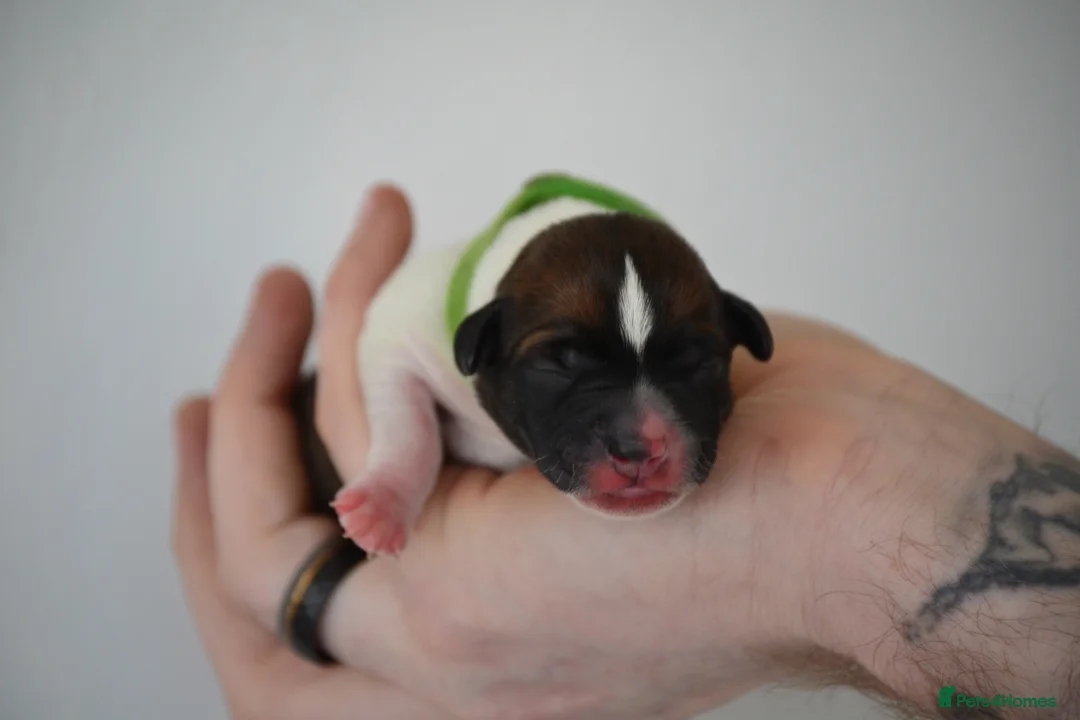 Jack Russell dogs for sale: Traditional Jack Russell  - Advert 4