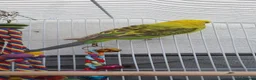 Budgerigars birds for sale: Budies for sale in Northampton - Advert 2