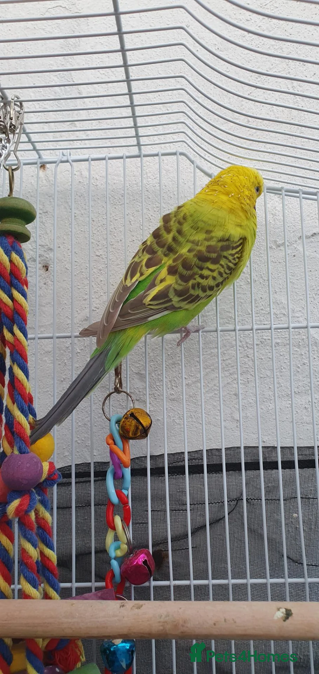 Budgerigars birds for sale: Budies for sale in Northampton - Advert 2
