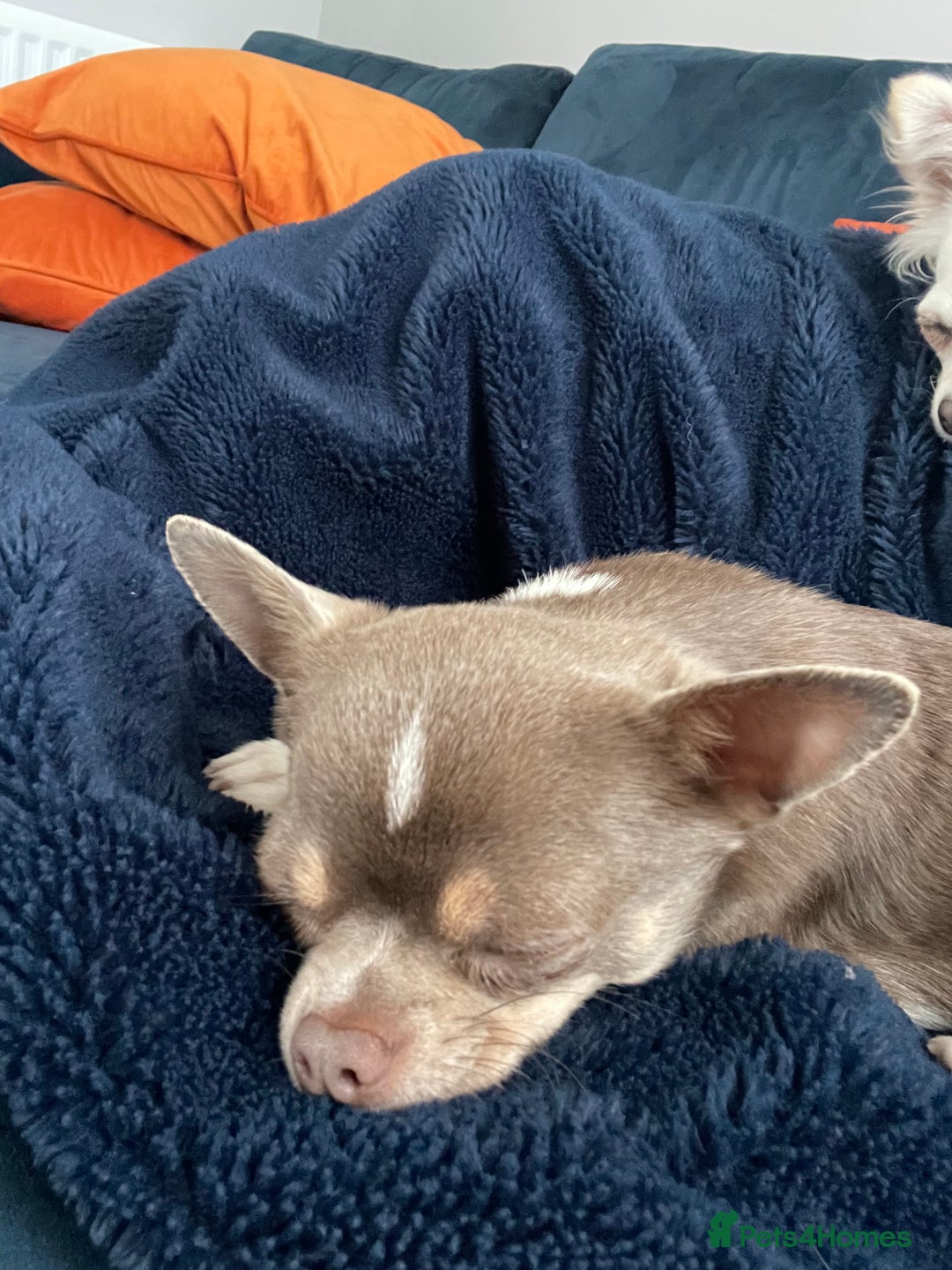 Chihuahua dogs for sale: Tony & pixie - Advert 11