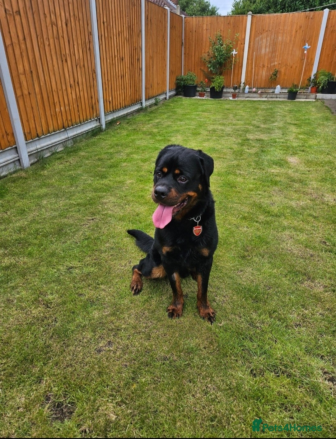 Rottweiler dogs for sale: Rottweiler Male 1 Yr 5 Month Old - Image 2