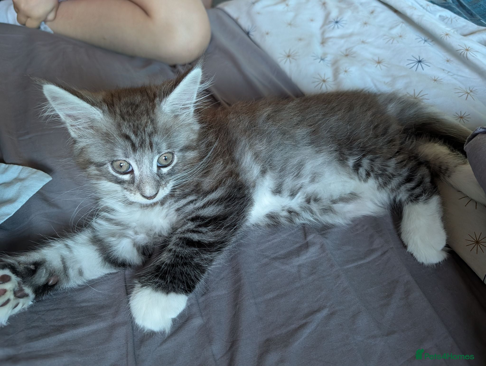 Maine Coon cats Maine Coon Boy - Advert 2