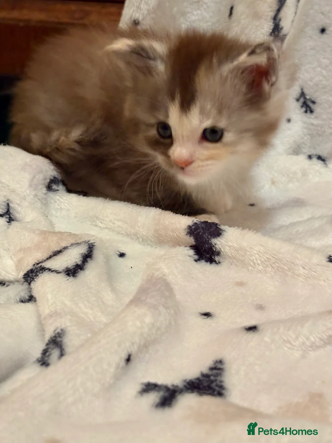 Maine Coon cats for sale: 6th Gen GCCF Pedigree Maine Coon Kitten - Advert 15