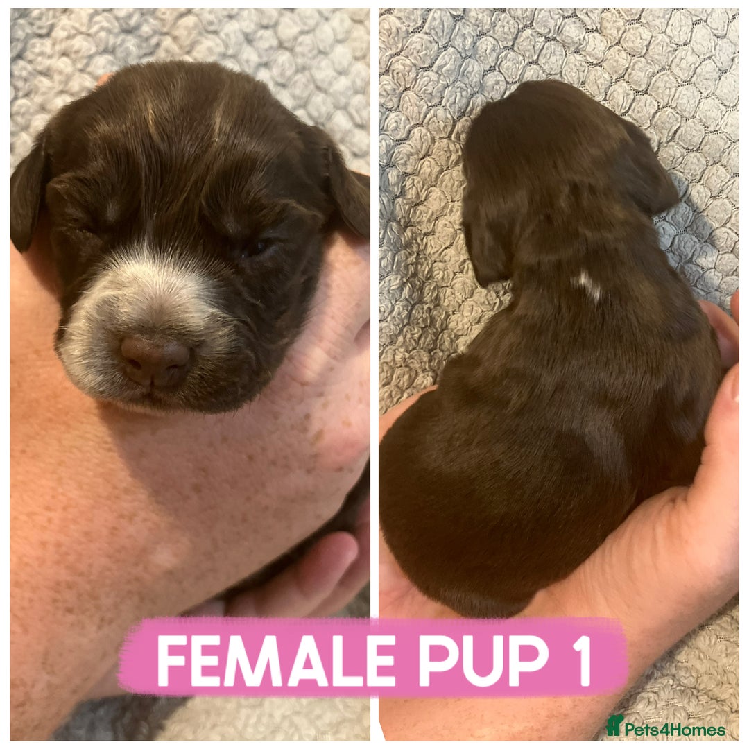 Cocker Spaniel dogs for sale: Cocker spaniel puppies  - Image 1