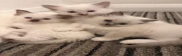 Ragdoll cats for sale: ⭐️Beautiful Ragdoll Kittens 8 weeks⭐️ - Advert 13