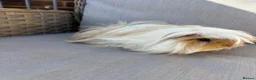Guinea Pig rodents for sale: Very handsome male guinea pig.  - Advert 4