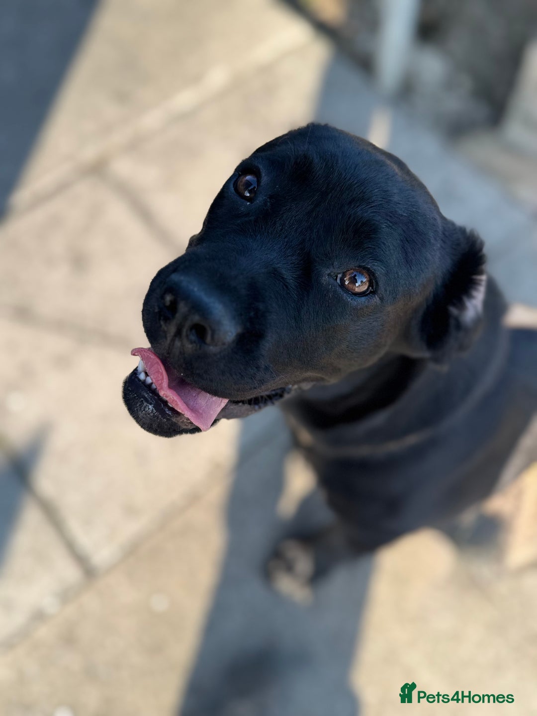 Cane Corso dogs for sale: Cane corso for sale  - Image 6